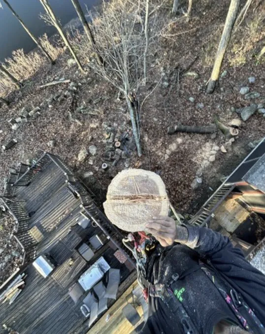 Climber high in a tree holding a cut section of trunk over a backyard deck