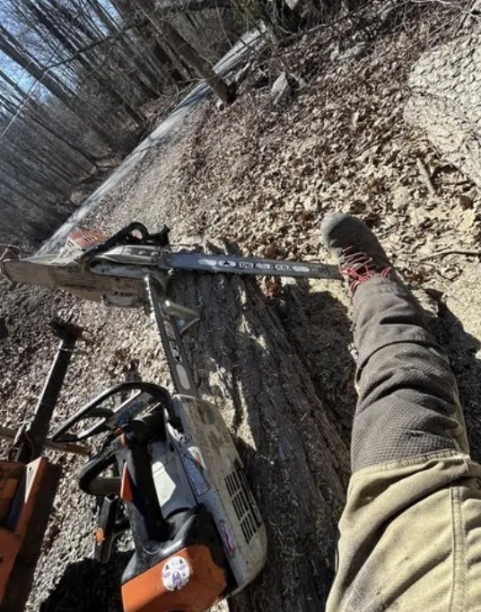 Chainsaw resting on a cut log along a wooded driveway