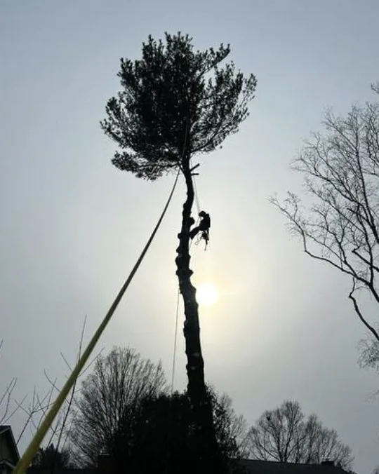 Climber roped high on a tall pine trunk, silhouetted against the sun