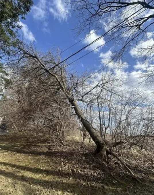 Leaning tree with bare branches near overhead wires